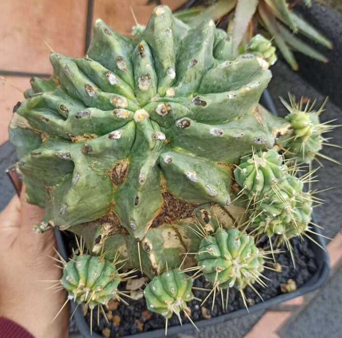 Ferocactus glaucescens 'split rock'