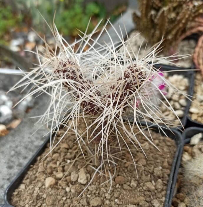 Tephrocactus weberi wild