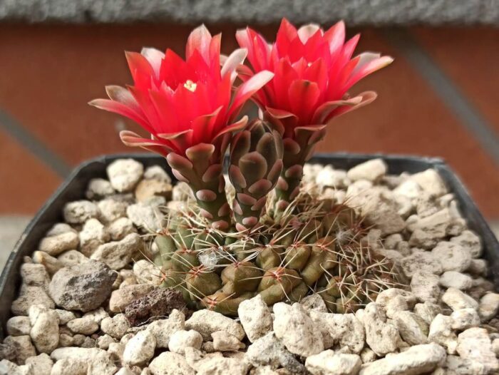 Gymnocalycium baldianum wild red flower