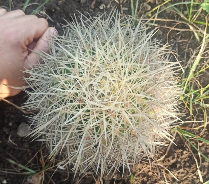 Echinocactus grusonii albispinus wild