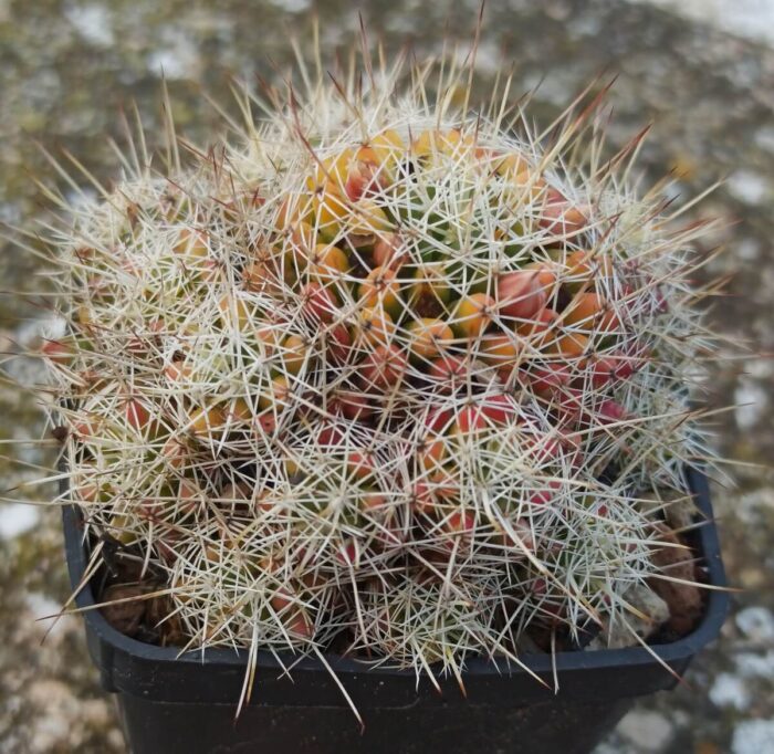 Mammillaria dolichothele decipiens wild