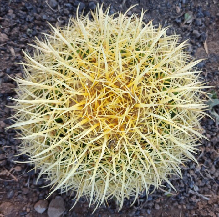 Echinocactus grusonii wild golden barrel