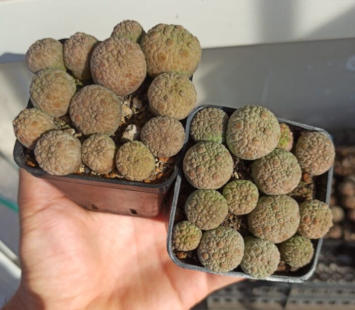 Pseudolithos migiurtinus