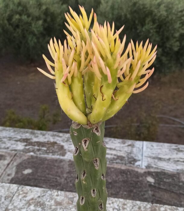 Austrocylindropuntia subulata variegata